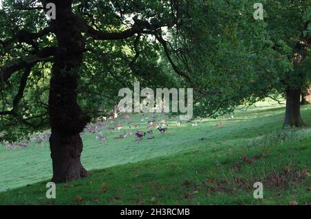 ' HAREWOOD HOUSE ' , ' DEER ' ' LEEDS ' . Stock Photo