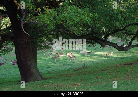 ' HAREWOOD HOUSE ' , ' DEER ' ' LEEDS ' . Stock Photo