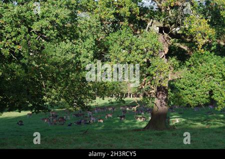 ' HAREWOOD HOUSE ' , ' DEER ' ' LEEDS ' . Stock Photo