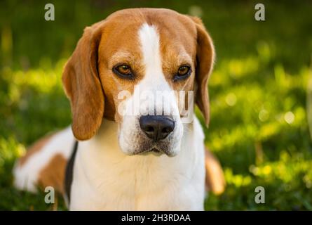 Tricolor beagle lying relaxed on green grass in shade on warm summer afternoon. Stock Photo