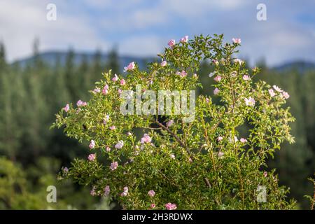 Rosehip bush with pink flowers in bloom Stock Photo