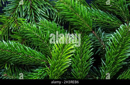 Fir tree branches as background.   Flat lay.  Selective focus. Stock Photo