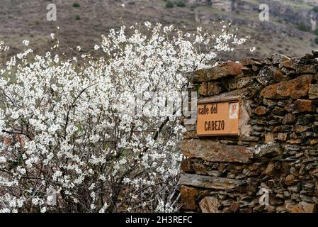 Picturesque view of old slate house next to a cherry tree in bloom. Street of Cabezo in Patones, Madrid Stock Photo