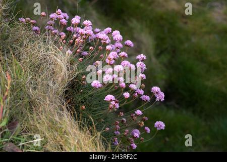 Sea Pinks (Armeria) flowering in springtime at Pendennis Point near Falmouth in Cornwall Stock Photo