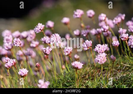 Sea Pinks (Armeria) flowering in springtime at Pendennis Point near Falmouth in Cornwall Stock Photo