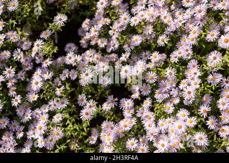 Top view of the beautiful Aster alpinus or blue alpine daisy flowers in the field under sunlight Stock Photo