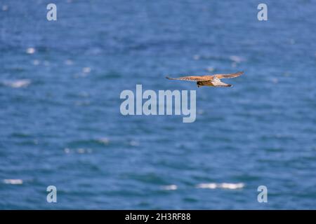 Kestrel (Falco tinnunculus) hovering over cliffs at Porthgwidden looking for prey Stock Photo