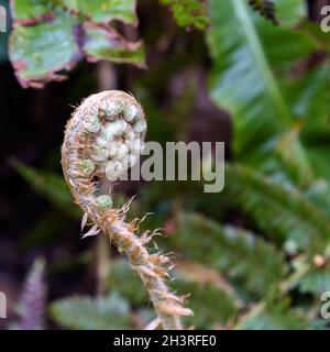 Emerging Fern shoot growing vigorously in springtime in Cornwall Stock Photo