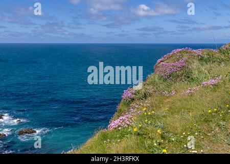 Sea Pinks flowering on the cliffs at Hells Mouth near Hayle in Cornwall Stock Photo