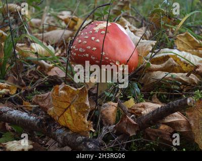 Mushroom in the autumn forest among dry leaves and branches. Stock Photo