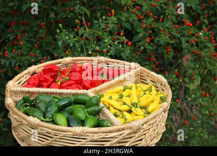 Mixed Peppers in basket with Pepper Bush in Background Stock Photo