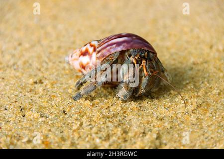 Hermit crab, Diogenes sp. Hermit or diogenes crab in a beautiful gastropod shell Stock Photo