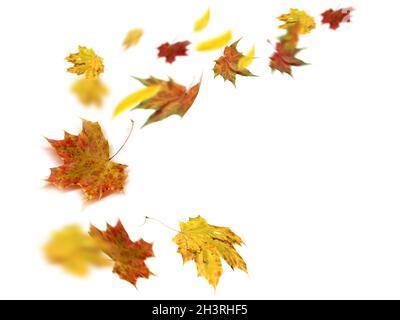 Autumn leaves falling and spinning. Autumn falling leaves isolated on white background. Falling autumn leaves Stock Photo