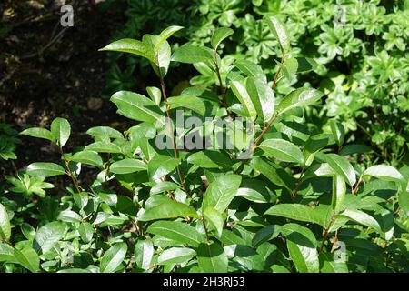 Salix mysinifolia ssp. borealis, dark-leaved willow Stock Photo
