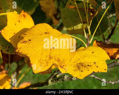 A small group of the bright yellow autumn leaves of the tulip tree -  Liriodendron tulipifera Stock Photo