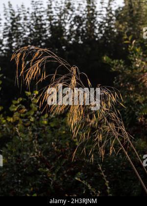 A pair of seed heads of Stipa gigantea backlit by early morning sunlight Stock Photo