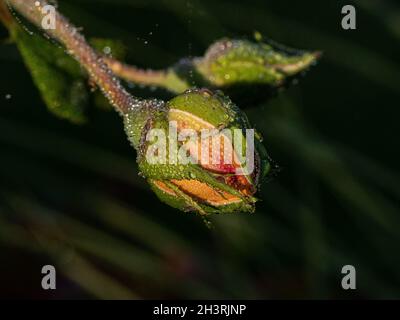 A close up of a single yellow rose bud with a misting of dewdrops lit by low early morning sunlight Stock Photo