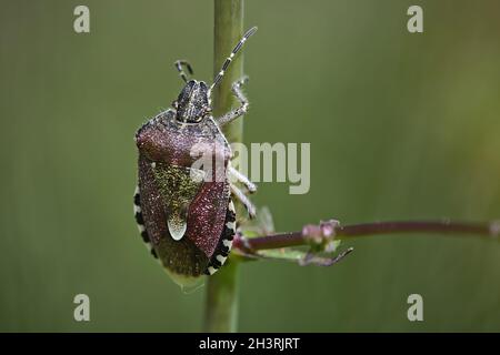 Berry bug (Dolycoris baccarum). Stock Photo
