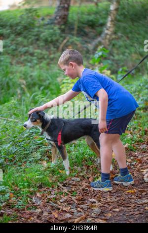 Young boy patting, touching, a Border Collie Dog, getting to know how to approach, mutually acceptable, behaviour. Outdoors, on a rural, countryside,