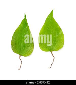 Two green clematis leaves isolated on white background Stock Photo