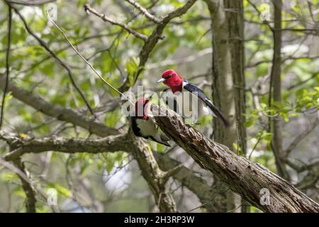 Red-headed Woodpecker, birds in spring in the park during nesting Stock Photo