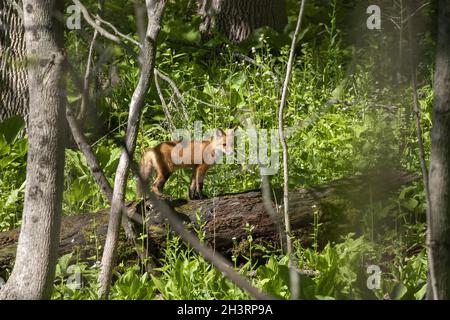 The red fox (Vulpes vulpes) , small, young fox near the burrow. Stock Photo