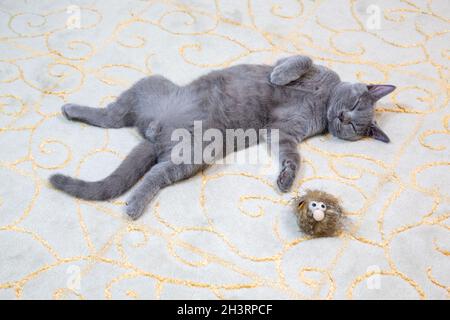 A British shorthair cat sleeping sprawled on a classically patterned wool carpet. Cat tired of playing, he sleeps and has a toy with him. Stock Photo