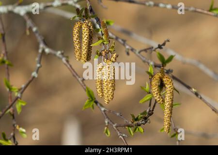 The willow catkins, from the common goat willow (Salix caprea) Stock Photo