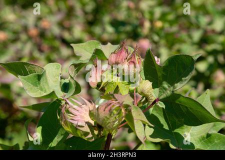 Cotton plant leaves. Healthy and natural brown cotton plant grown in Turkey. Stock Photo