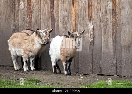West African pygmy goats (Capra aegagrus hircus). Stock Photo