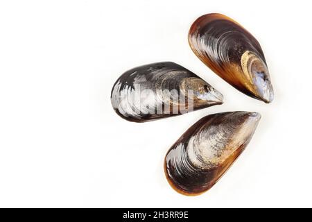 Overhead photo of three raw mussels on white with copy space Stock Photo
