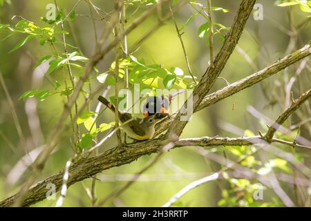 The American redstart (Setophaga ruticilla) pair during nesting. Stock Photo