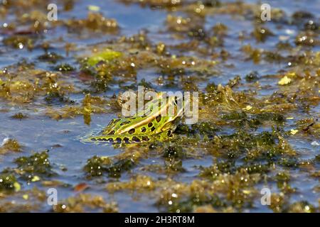 The northern leopard frog is native North American animal. Stock Photo