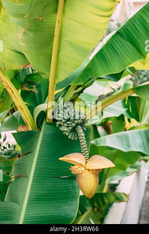 Banana palm blooms. A big yellow flower. Little green bananas on palm tree. Unripe bananas. Stock Photo