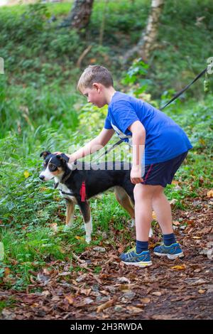 Year old Tri-coloured Border Collie Dog held on a lead attached to a shoulder harness. Young boy tentatively, considerately, patting, caressing the an