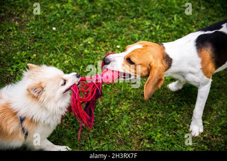 Two dogs playing tug of war with a rope Stock Photo