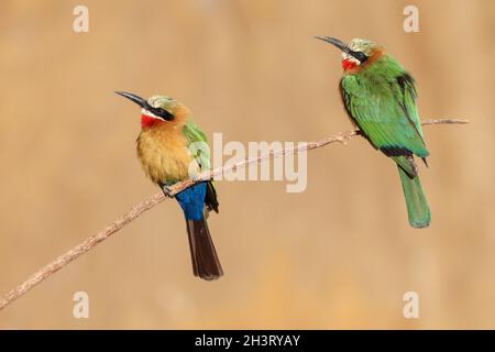 Selective focus of two colorful white-fronted bee-eater birds perched on a tree branch Stock Photo