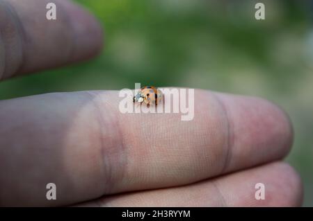 Closeup of a ladybug walking on a finger of a caucasian person during a sunny day Stock Photo