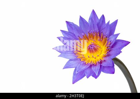 Purple water lily isolated Stock Photo