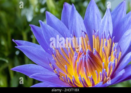 closeup beautiful purple water lily pollen isolated on white background ...