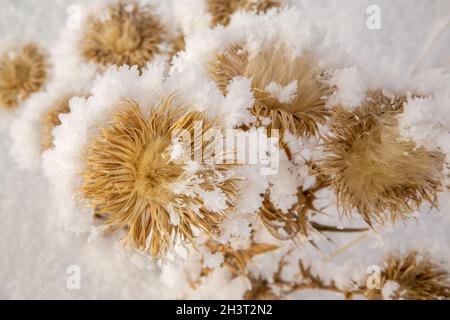 A thorny wild plant frozen during the rime. Stock Photo