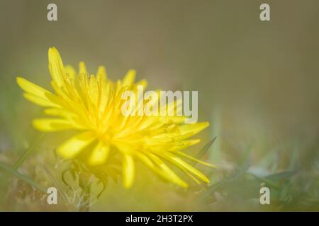 Blooming dandelion (Taraxacum officinale) close up with double exposure, Netherlands. Stock Photo