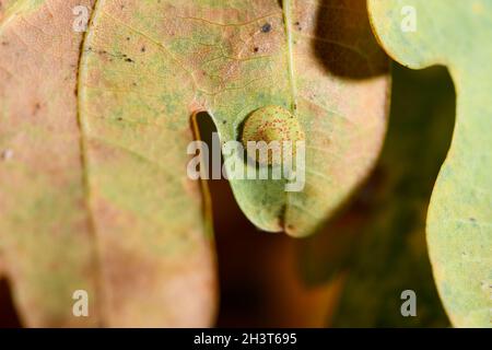 Common spangle gall wasp visible on an oak leave from the UK England Stock Photo