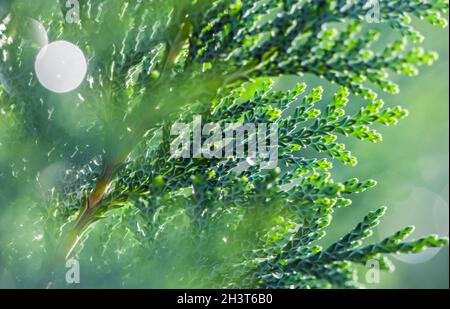 Closeup Blue leaves of evergreen coniferous tree Lawson Cypress or Chamaecyparis lawsoniana after the rain. Extreme bokeh with l Stock Photo