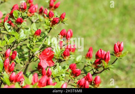 Blooming red azalea flowers and buds in spring garden. Gardening concept. Floral background Stock Photo