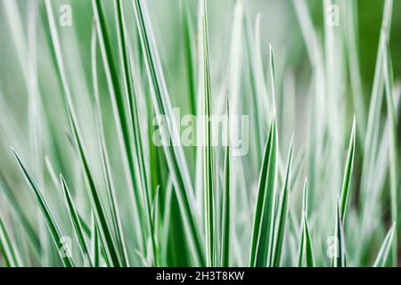 Decorative green and white grass. Arrhenatherum elatius bulbosum variegatum. Natural background. Stock Photo