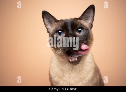 hungry seal point siamese cat with blue eyes licking lips with messy face looking at camera on beige background with copy space Stock Photo