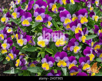 Fresh Viola tricolor flower bed or small Heartsease plant. Violet and purple with yellow center Johnny Jump up flower. Floral textured surface pattern Stock Photo