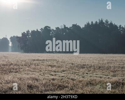 Misty frosty morning in the meadow. Against the background of a black forest, streaks of sunlight breaking through the fog are visible. Stock Photo