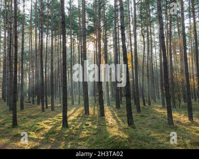 Tall pine forest. It's a misty morning. A haze drifts between the trees. The rays of the rising sun breaking through the fog create streaks of light. Stock Photo
